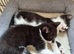 Healthy b+w kittens ready now