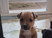 Short legged jack russel puppies