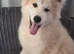 7 month old Japanese akita