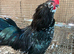 Cock chickn