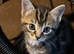 Tabby boy available now