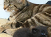 Kittens for sale