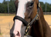 15.1/2hh 4yo filly