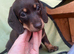 Miniature dachshund puppies