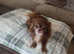 Chihuahua STUD dog -long hair chocolate