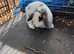 Mini lop male