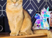 Scottish fold kittens