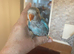 Beautiful baby lovebird