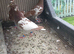 Meuleman racing pigeons