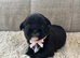 beautiful shihtzu pups