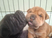3 beautiful sharpi puppies