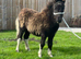 Miniature Shetland colt foal SHOW RING POTENTIAL