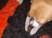 2 chihuahuas just turned a year old