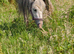 Raymond, section A type . Project pony.