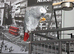 African grey parrot