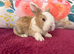 Two beautiful mini plush lops