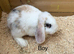 Stunning Baby mini lop rabbits