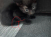 4 black kittens