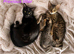 TICA Savannah F4 - last boy available