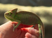Pied Yeman chameleons