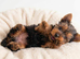 Yorkshire Terrier Puppies