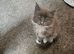 Maine coon ragdoll kittens