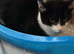 Male 5month kitten