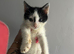 Beautiful kittens for new homes