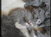 Fluffy playfull BSH kittens available