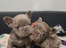 KC Fluffy French Bulldog Puppies