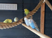 Baby budgies
