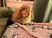 Agouti Mini Lop