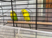 Pair of Adult budgie