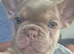 French bulldog dog puppies for sale