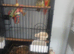 2 Pine apple semi tamed conurs