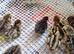 Coturnix quail chics