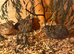 Laying pairs, trio&rsquo;s, chicks, hatching eggs