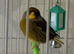 Mixed canaries for sale
