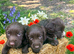Cocker spaniel