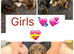 Miniature dachshunds available