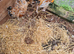 Chickens bantoms