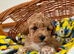 Asian maltipoo puppy girl