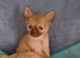 Meet 'Charlie Buttons' (11 week old coat chihuahua boy)