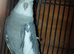 Cockatiel