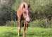 Must sell/SENSIBLE Offers Please. STALLION Pb ARABIAN (87.86%)