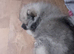 Absolutely gorgeous puppy