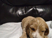 Cockapoo Puppies For Sale!!