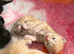 5 mainecoon mix kittens