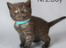 6 Pedigree Scottish Fold and Straight Kittens