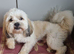 Adult Lhasa Apso boy KC registered